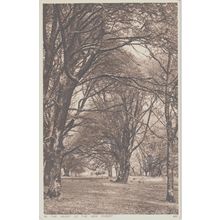 In The Heart Of The New Forest Hampshire Postcard (QHAM205)