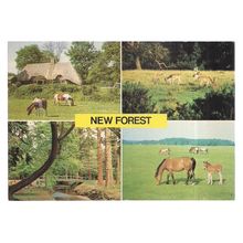NEW FOREST,multiview unused postcard ponies, deer, etc =
