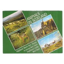 multiview, ANIMALS IN SCOTLAND unused vintage postcard J. Arthur Dixon =