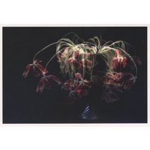 Bronwyn Oldham Florescent Tulips Leigh On Sea Photo Postcard