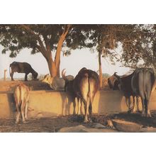 Kutch Farm Western India Cattle & Crafts Postcard