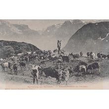 Heimkehr German Farmer Farm Farming Bugle Rounding Up Cattle Antique Postcard