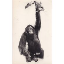 Orangutang British Natural History Museum Real Photo Old Postcard