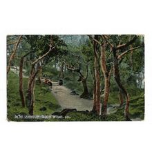 In The Landslip, Isle Of Wight, Postcard.