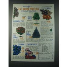 1978 House of Wesley Nursery Ad - White Birch, Clematis, Tree Peonies