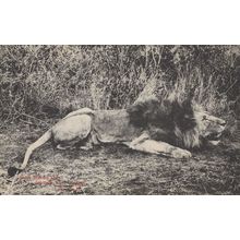 Injured Possibly Killed Dead Hunted Lion Blood Sports Antique Postcard
