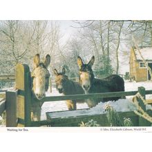 Hampshire Horses Donkeys Waiting For Tea in Farm At Christmas Postcard