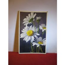 OX-EYED DAISY, flowers Swiss unused postcard =