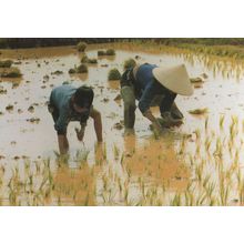 Transplanting Water Rice Seedlings Vietnam Vietnamese Postcard