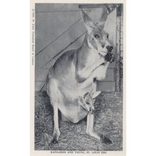 Australian Kangaroo & Young St Louis Zoo Antique Animal Postcard