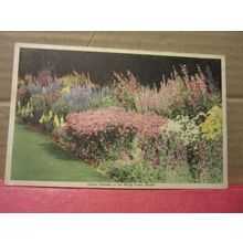 THE HARDY FLOWER BORDER vintage postcard by POPULAR GARDENING MAGAZINE, 1939 /