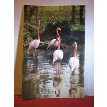 ROSY FLAMINGOES, TROPICAL BIRD GARDENS, RODE, SOMERSET used postcard 1981 pm. #