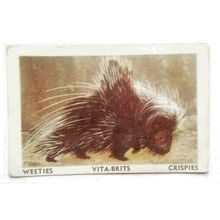 Australian Vitabrits Weeties Animals of World 17 Porcupine