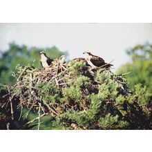 Postcard Osprey at Loch Garten Eyrie, Speyside, Scotland. Unposted