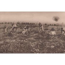 Harvesting Ground Nuts South Africa Postcard