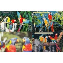 Macaws Macaw Trained Bird Birds At Parrott Jungle Florida 4x Photo Postcard s