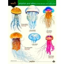 Jellyfish and Allies of the British and Irish Coast
