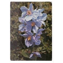 ROYAL BOTANIC GARDENS, KEW LONDON .. used vintage postcard BLUE POPPY FLOWER =