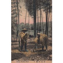 Japan Digging Bamboo Shoot Old Japanese Postcard