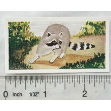 Neilson's Interesting Animals card No. 41 Racoon
