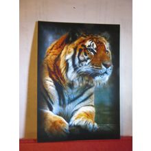 'SAHIB', BENGAL TIGER, ISLE OF WIGHT ZOO unused postcard Big Cat Sanctuary =