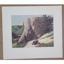 Jack Dumas Mother Bear & Cubs 20 X 22 3/4 Weyerhaueser Wildlife 1960'S Art Print