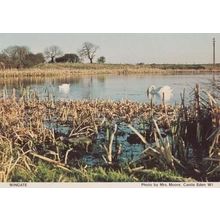 Wingate Ducks Swans Geese Durham Womens Institute Rare Photo Postcard