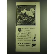1949 Black & White Scotch Ad - Everybody's pulling, Whitey!