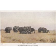 African Elephants British Museum Painting Antique Postcard