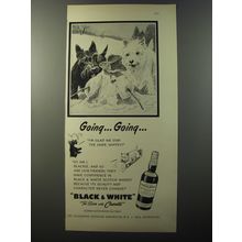 1953 Black & White Scotch Ad - Going.. going..