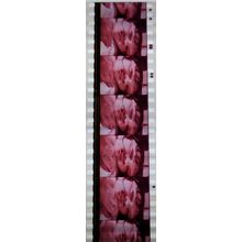 Pulp Fiction. Pk VXM - A011k . 1 STRIP OF 5 - 35MM FILM CELLS PK VXM