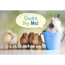 Chicks Dig Me! - Easter Greeting Card - 23145