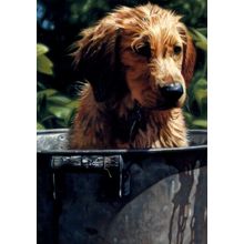 Washed Up - Tree Free Greeting Card - 11645