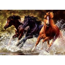 Splash! - 14202