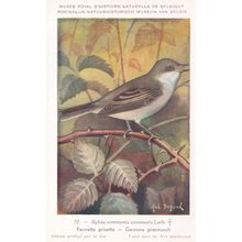 Common Whitethroat Warbler Sylvia Communis Bird WW2 Rare Postcard