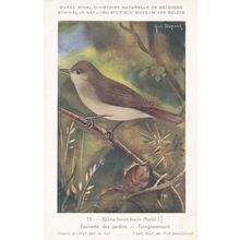 Garden Warbler Sylvia Borin Bird WW2 Rare Postcard