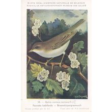 Lesser Whitethroat Sylvia Curruca Bird WW2 Rare Postcard