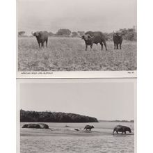 African Buffalo Running Charging & Grazing 2x Real Photo Postcard s