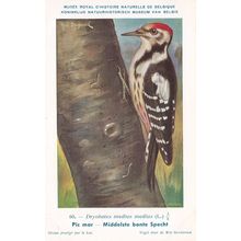 Middle Spotted Woodpecker Dryobates Medius WW2 Bird Postcard