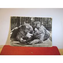 JAGUARS, BRISTOL ZOO, BRISTOL used postcard RP by Harvey Barton 1961 pm =