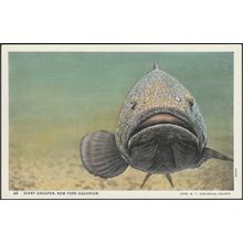 Giant Grouper, New York Aquarium, 1937 - Curt Teich Postcard