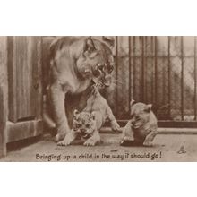 Caroline London Zoo Tiger Bringing Up Cubs Old Postcard