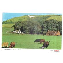 THE WHITE HORSE, WESTBURY, WILTSHIRE. unused postcard =