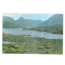RED DEER STAGS AT KYLESKU FERRY, SUTHERLAND used postcard 1966 pm W S Thomson =