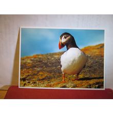 A WELSH PUFFIN unused postcard by Dave Newbould =