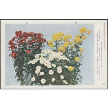 Single Variety Chrysanthemums, c.1940s - Royal Botanic Gardens Postcard