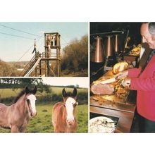 Devon Shire Horse Shire Centre Assault Course Carvery Postcard