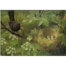 Art RAYMOND BOOTH Blackbird At Nest Postcard (Medici 2037)