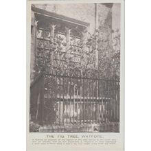 The Fig Tree Watford Hertfordshire Postcard (QHER361)