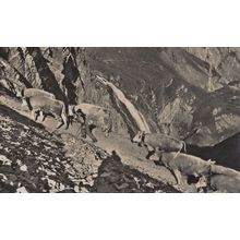 Adelboden Apaufzug Farmer Cattle Aerial Switzerland RPC Postcard